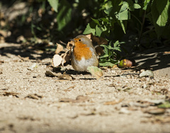 Erithacus rubecula