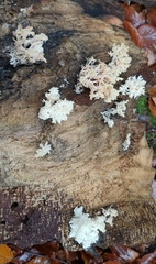 Hericium coralloides