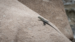 Microlophus quadrivittatus