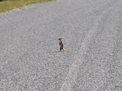 Atlantoxerus getulus