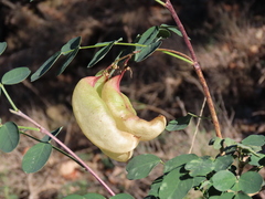 Colutea