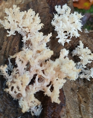 Hericium coralloides