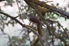 Luscinia megarhynchos