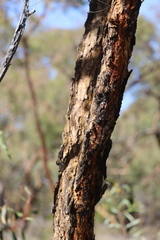 Corymbia leichhardtii