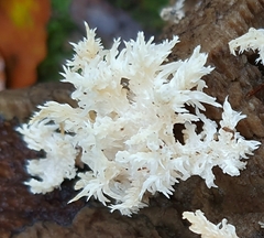 Hericium coralloides