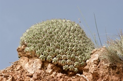 Euphorbieae