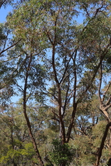 Corymbia leichhardtii