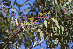 Corymbia leichhardtii