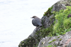 Cinclus cinclus aquaticus