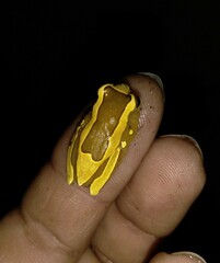 Dendropsophus elegans