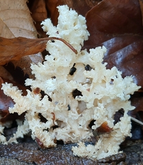 Hericium coralloides
