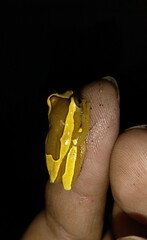 Dendropsophus elegans