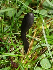 Geoglossum fallax