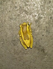 Dendropsophus elegans