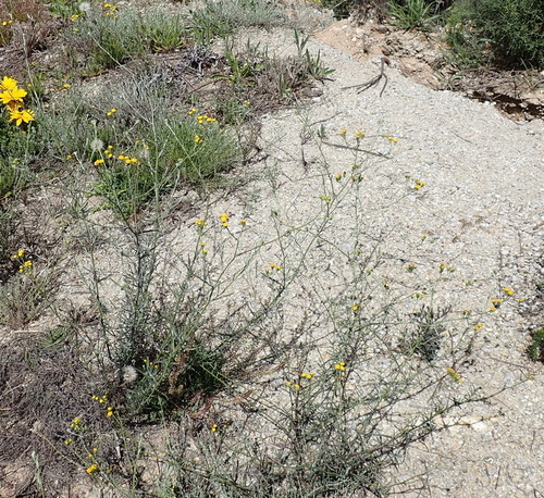 Image of Senecio leptophyllus by (c) Nicola van Berkel, some rights reserved (CC BY-SA)
