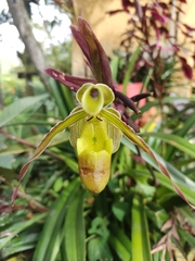 Phragmipedium