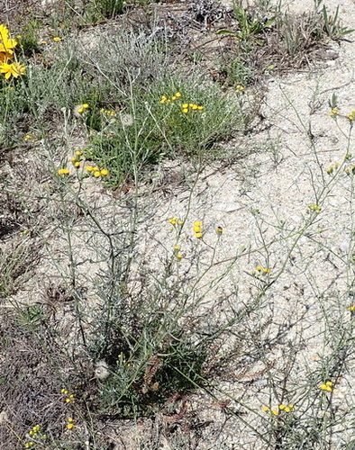 Image of Senecio leptophyllus by (c) Nicola van Berkel, some rights reserved (CC BY-SA)
