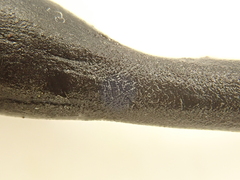 Geoglossum fallax