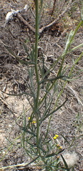 Senecio leptophyllus