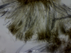 Geoglossum fallax