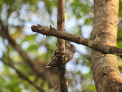 Picumnus albosquamatus
