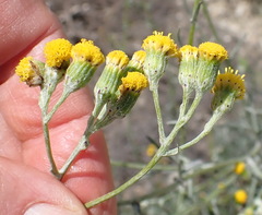 Senecio leptophyllus