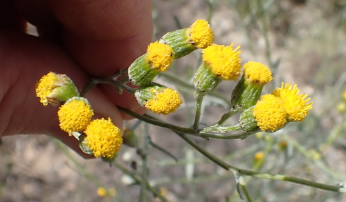 Image of Senecio leptophyllus by (c) Nicola van Berkel, some rights reserved (CC BY-SA)