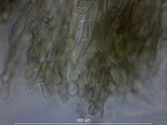 Geoglossum fallax