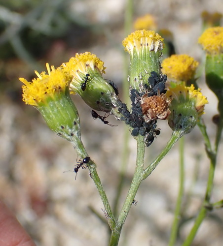 Image of Senecio leptophyllus by (c) Nicola van Berkel, some rights reserved (CC BY-SA)