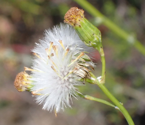 fineleaf groundsel (Senecio leptophyllus)
