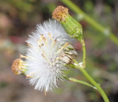 Senecio leptophyllus