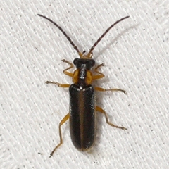 Rhagonycha