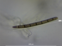 Geoglossum fallax