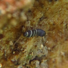 Lepisma