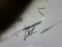 Geoglossum fallax
