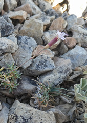 Dianthus pungens brachyanthus