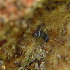Lepisma