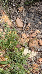 Wahlenbergia cernua