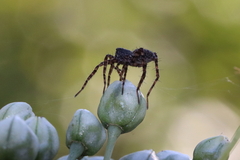 Pardosa amentata