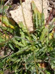 Wahlenbergia cernua