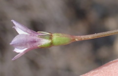 Wahlenbergia cernua