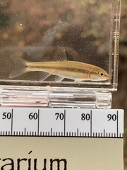 Nocomis leptocephalus