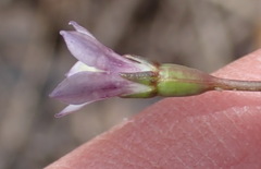 Wahlenbergia cernua