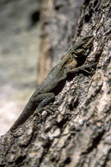 Agamidae