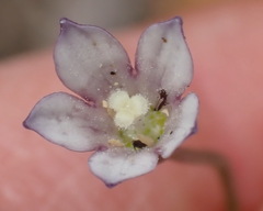 Wahlenbergia cernua