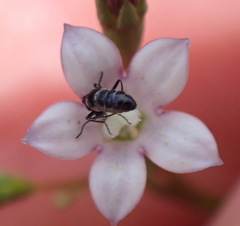Wahlenbergia cernua