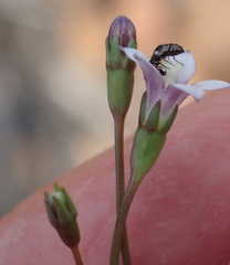 Wahlenbergia cernua