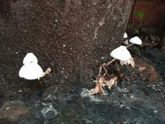 Leucocoprinus