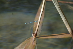 Erythromma lindenii