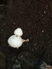 Leucocoprinus